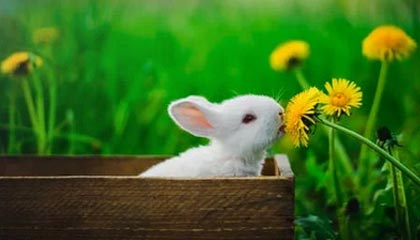 九游app官网下载-哈兰德连续17场破门，英超十冠王难敌青春锋线，哈兰德的转会费