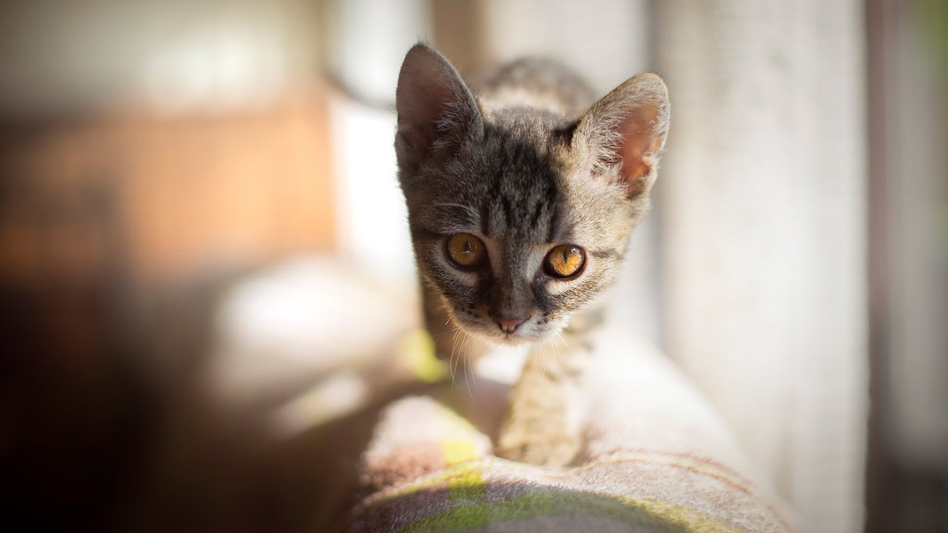 JIUYOU GAMING-库里的“远程杀手”技能，改变了NBA的比赛节奏！，库里操作