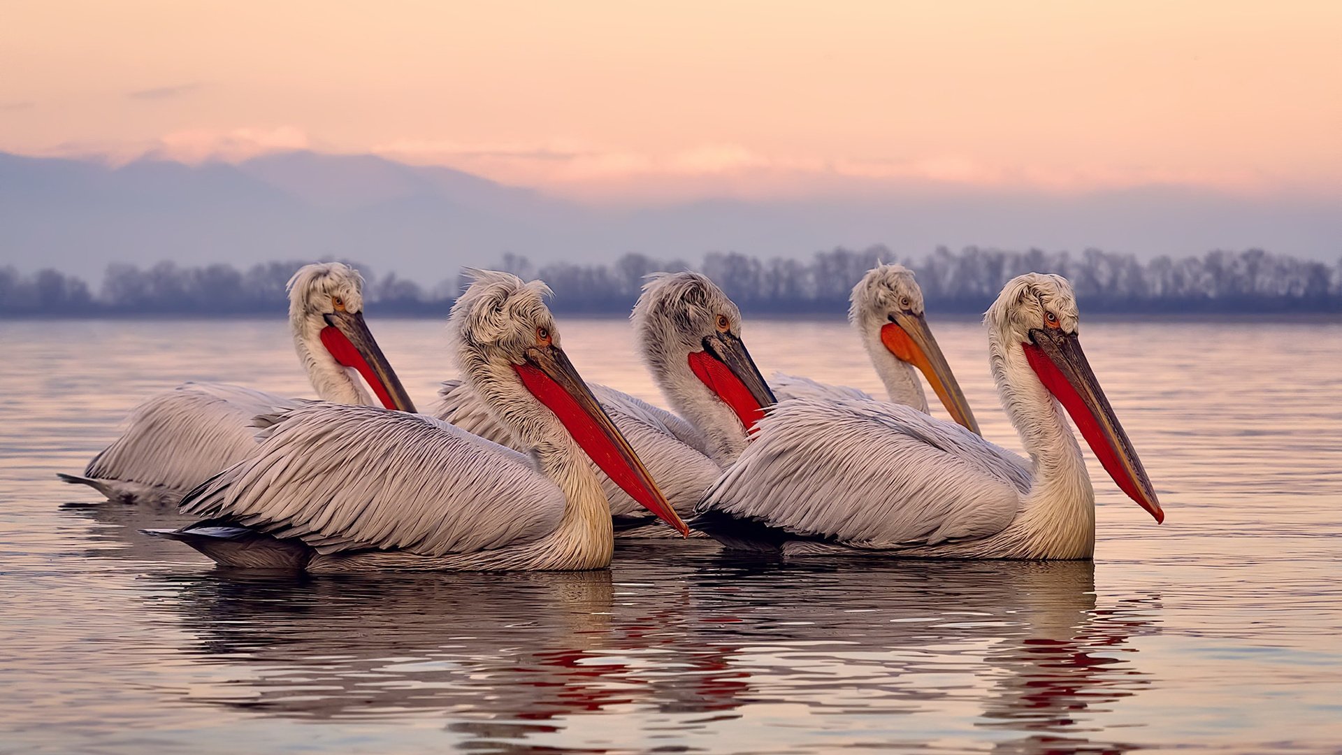 九游下载安装-eStarPro关键比赛连胜不断，estarpro夺冠