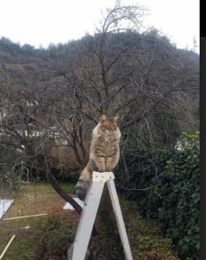 JIUYOU GAMING-步行者险胜热火，季后赛首轮中哈利伯顿贡献关键助攻，哈利伯顿场均