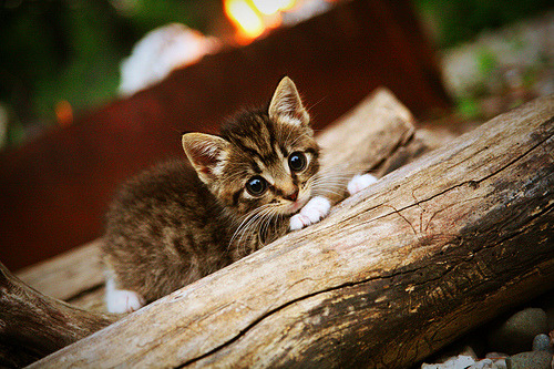 九游app下载中心-独特战术展现团队实力，赢得球迷青睐，各类战术