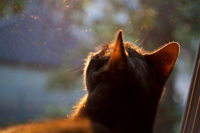 纽卡斯尔联主场3-2险胜布伦特福德，进攻端火力全开，纽卡斯尔联主场叫什么