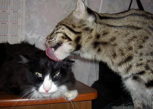 九游9游-里昂在法甲联赛中排名第三，里昂在法甲联赛中排名第三是哪一年