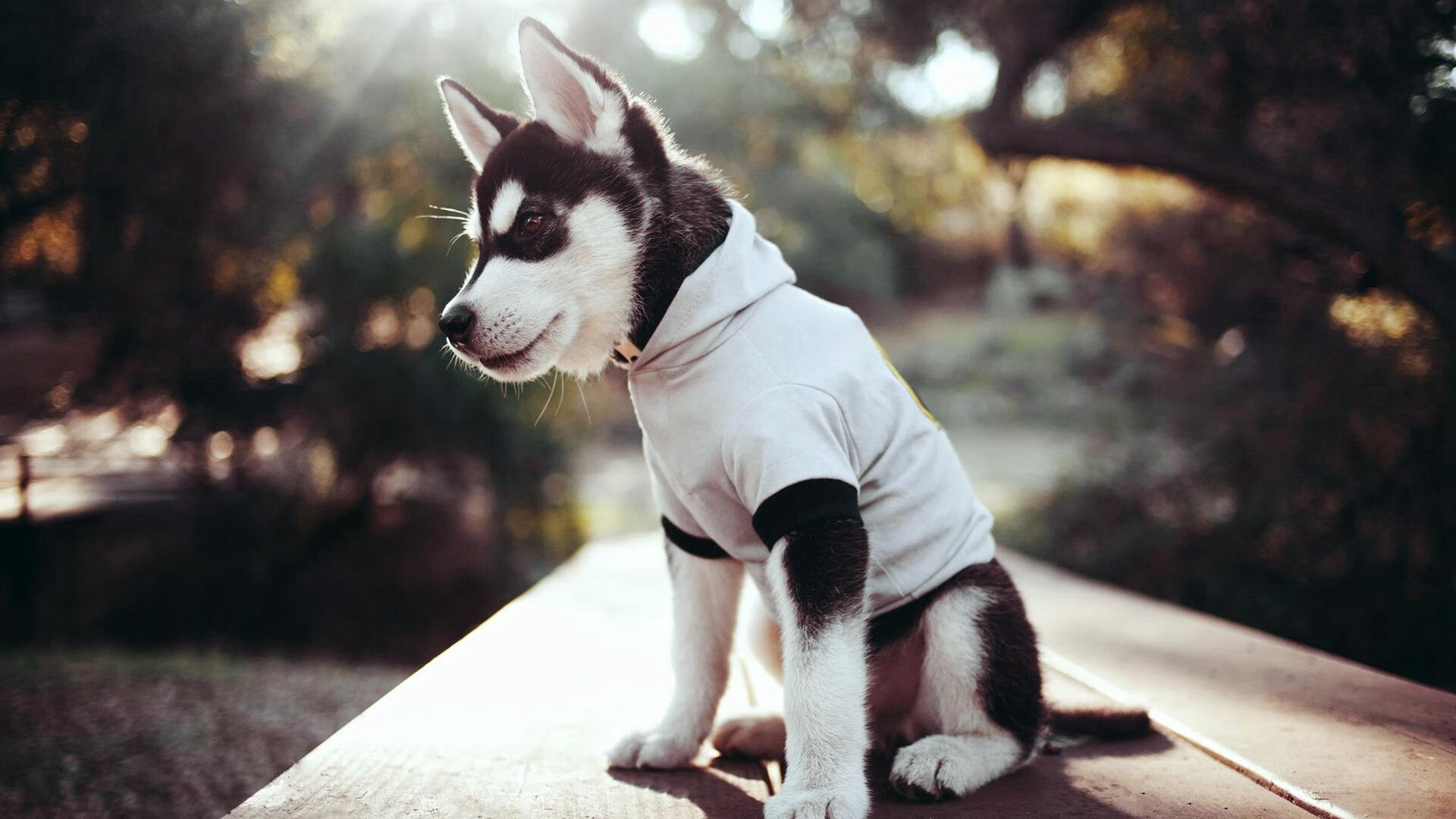 九游网页版官网-中国女篮教练组强调攻防平衡 强化协同意识，中国女篮教练员