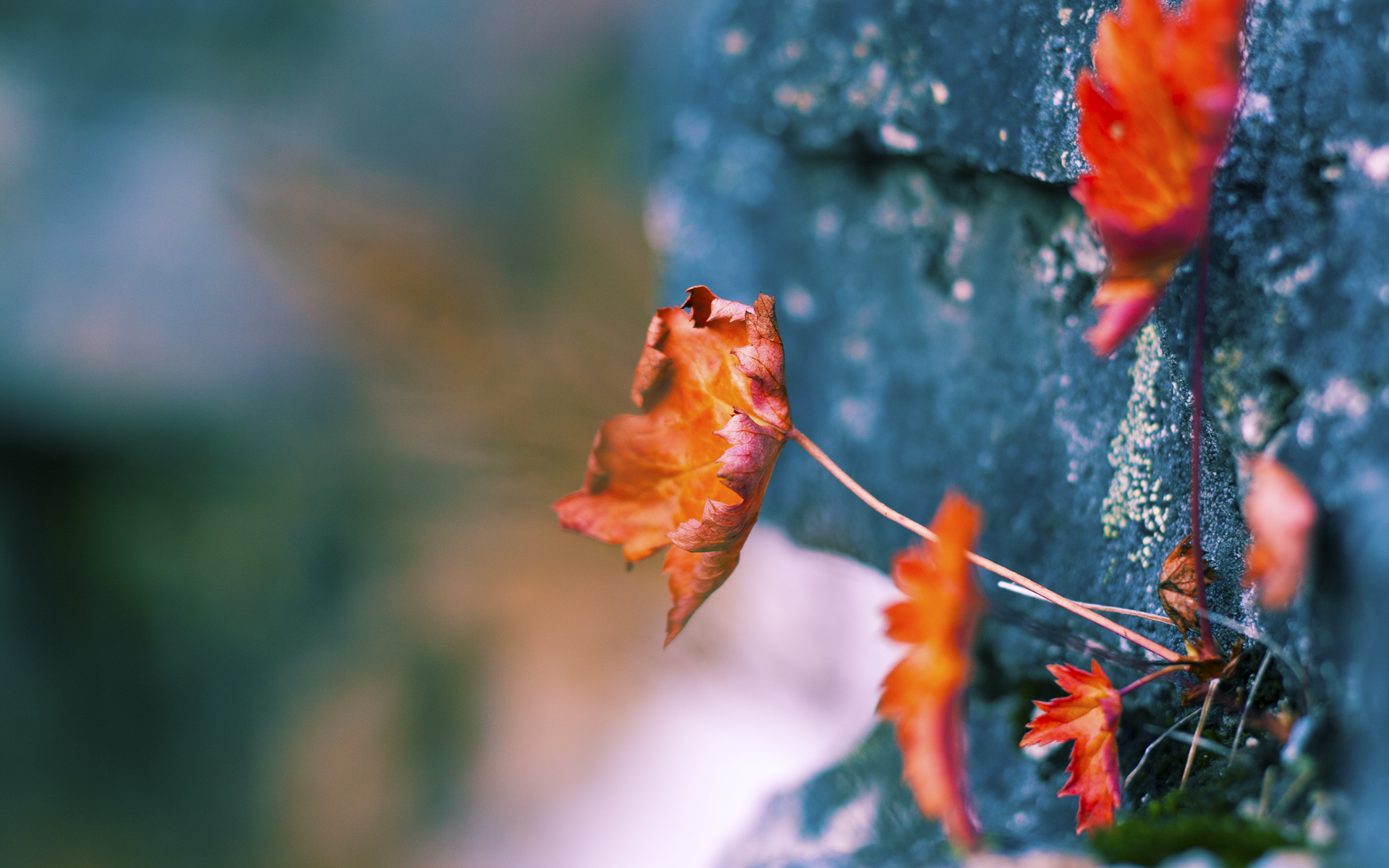 九游官网pc-攀岩训练营开设夏令营带动家长参与，2020年攀岩培训