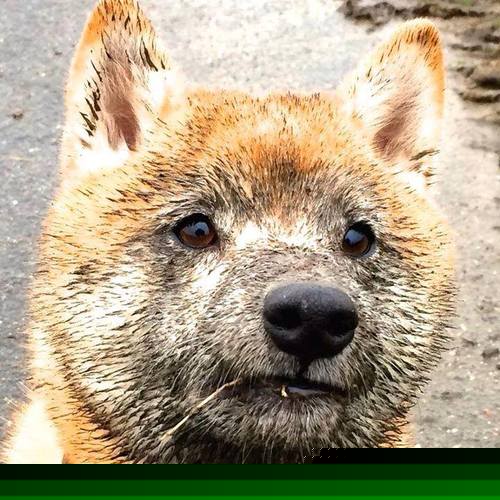 九游-女子澳大利亚橄榄球队职业化之路引发关注，澳大利亚英式橄榄球联赛