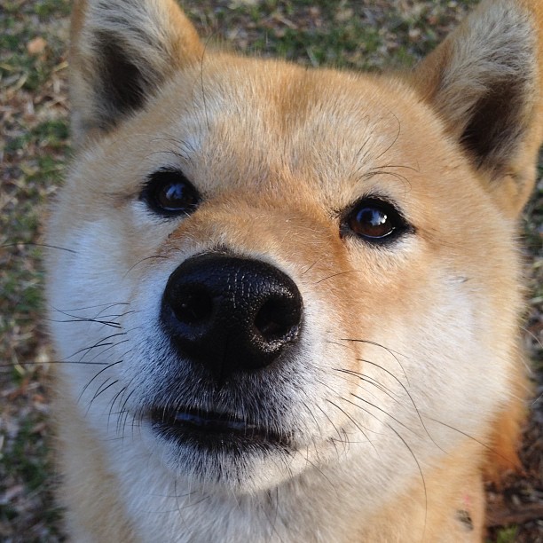 JIUYOU GAMING-足球联赛观众满意度调查结果发布，足球观众是什么意思